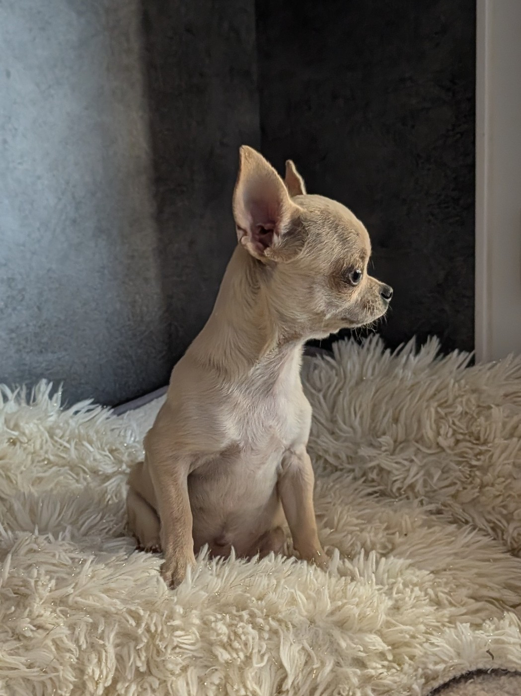 De La Contrée Des Elfes - Chihuahua - Portée née le 12/05/2026