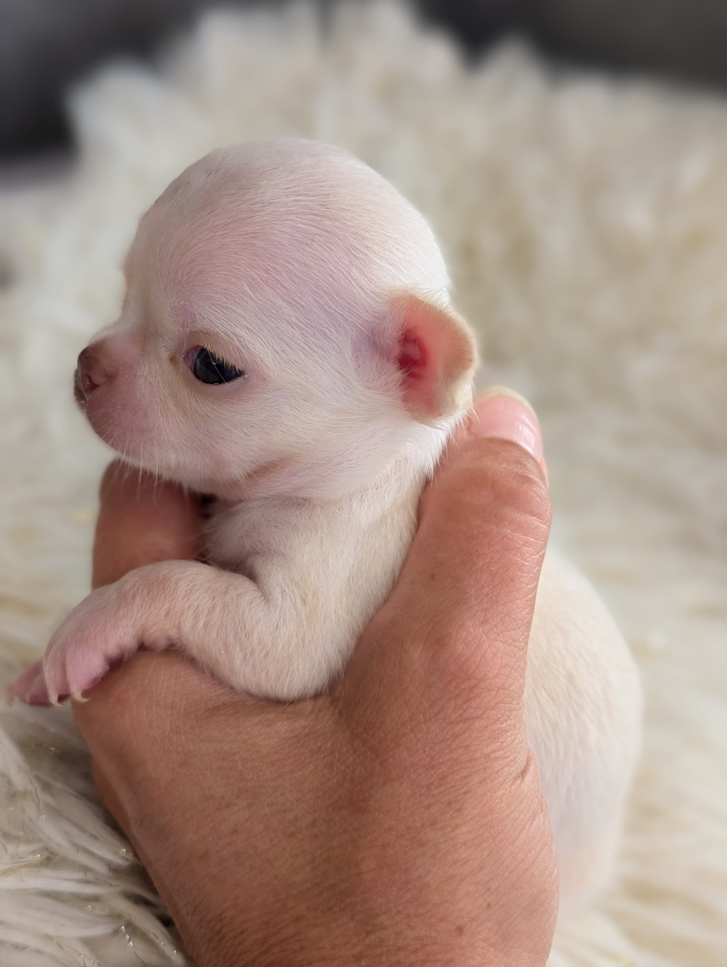 De La Contrée Des Elfes - Chiots disponibles - Chihuahua