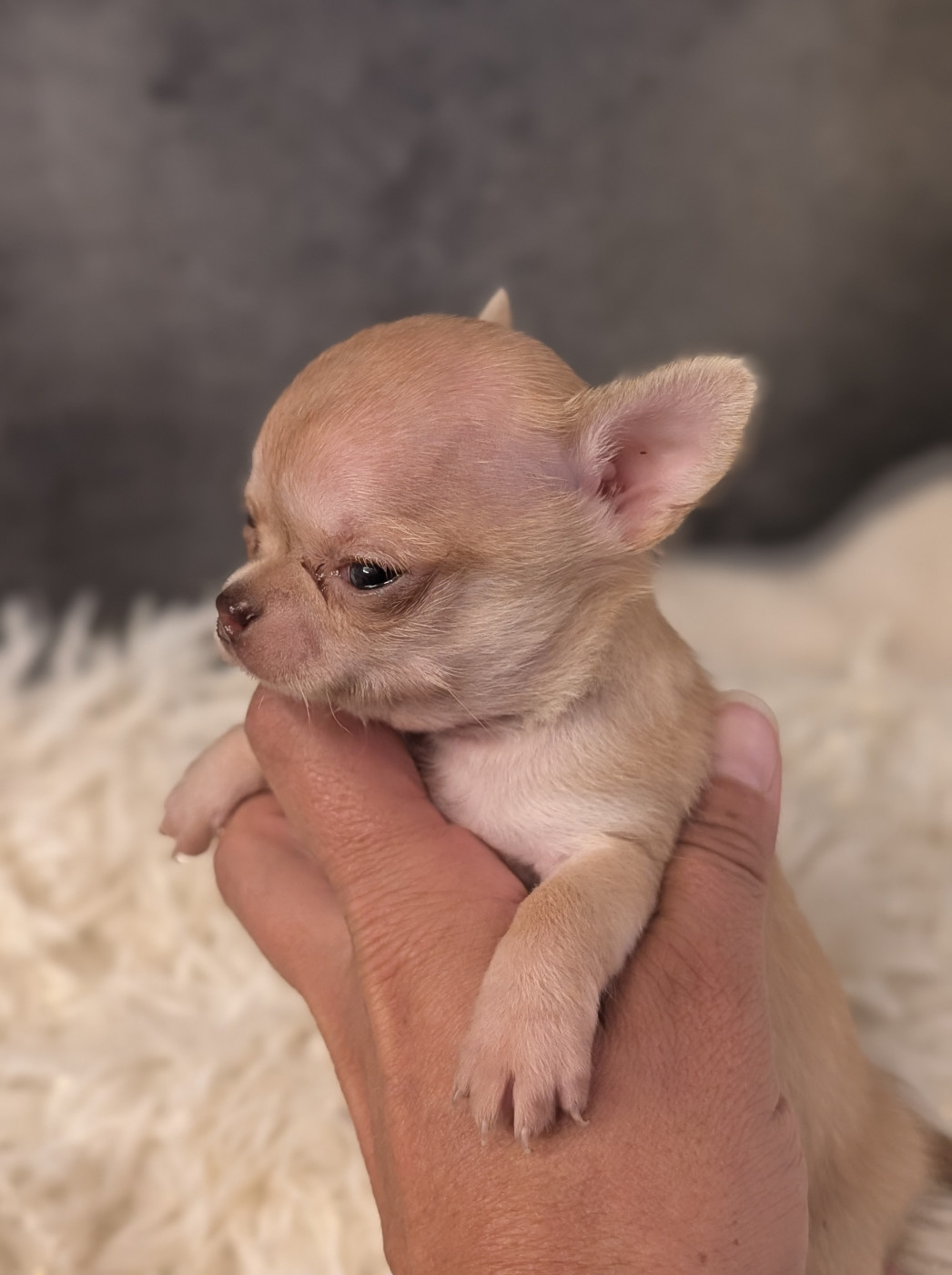 De La Contrée Des Elfes - Chiots disponibles - Chihuahua