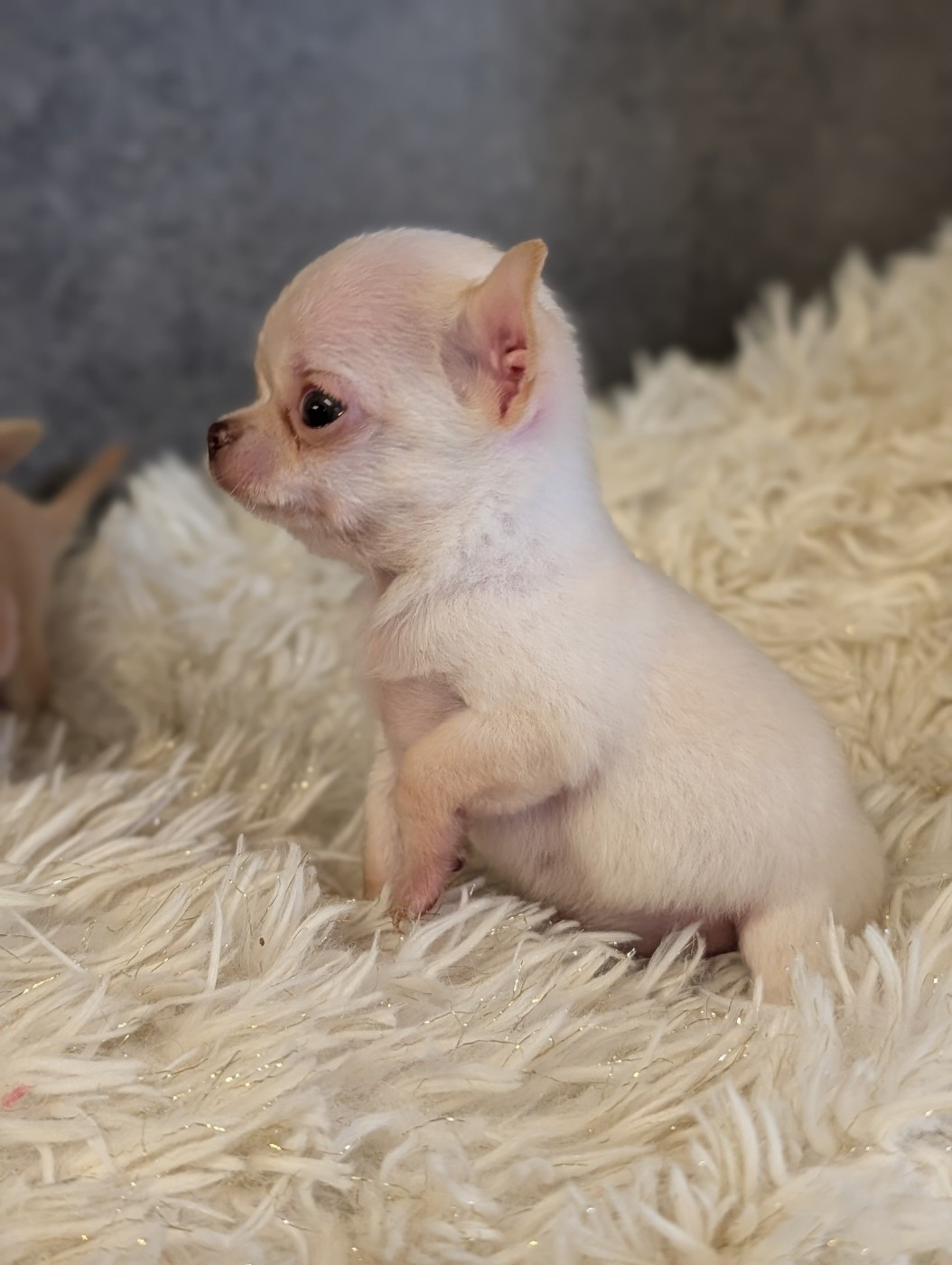 De La Contrée Des Elfes - Chiots disponibles - Chihuahua