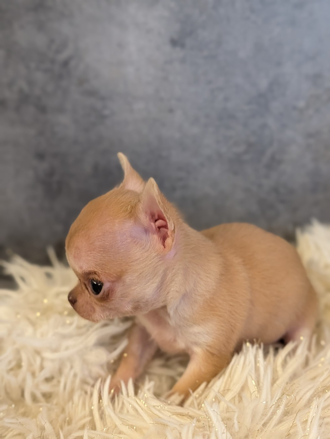 De La Contrée Des Elfes - Chiots disponibles - Chihuahua