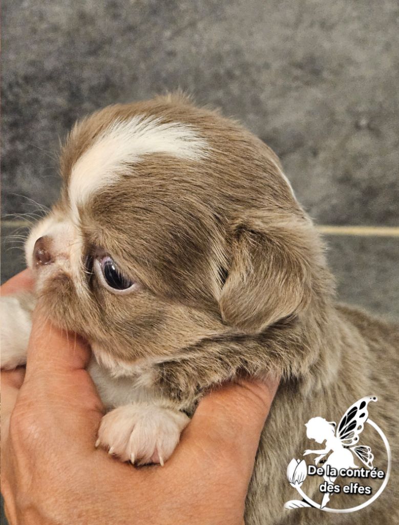 De La Contrée Des Elfes - Chiots disponibles - Chihuahua