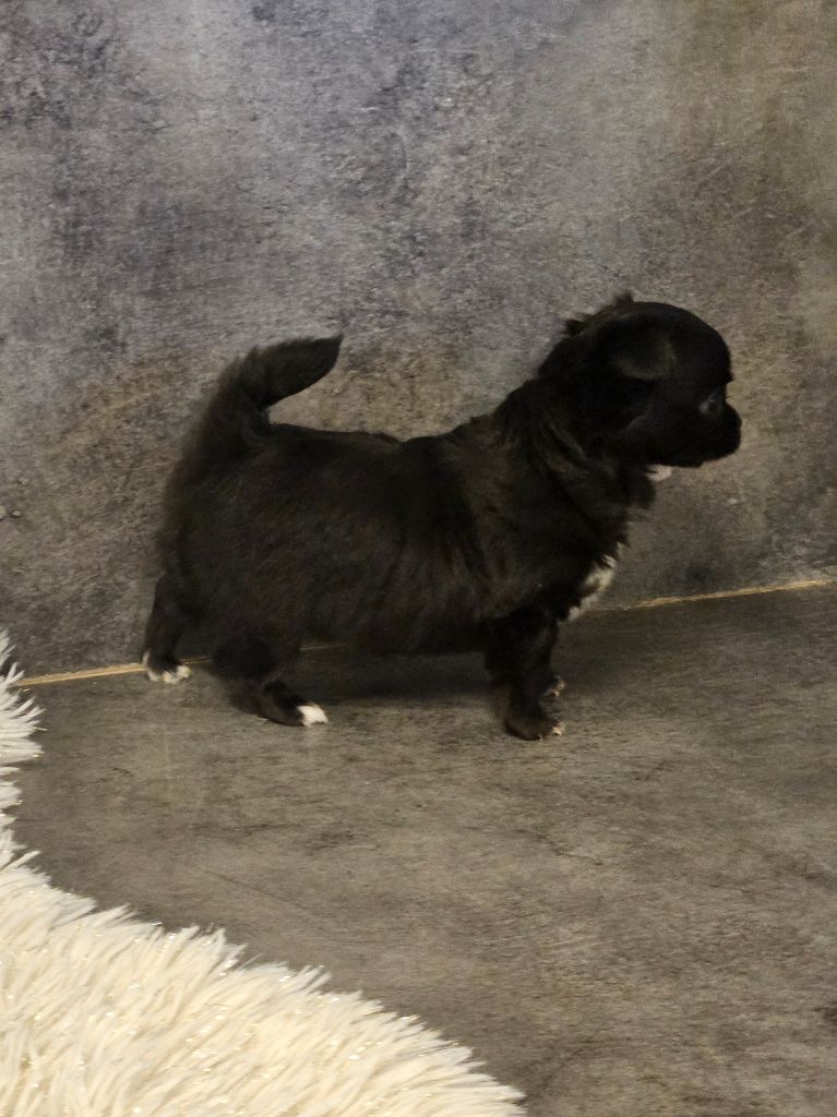 De La Contrée Des Elfes - Chiots disponibles - Chihuahua