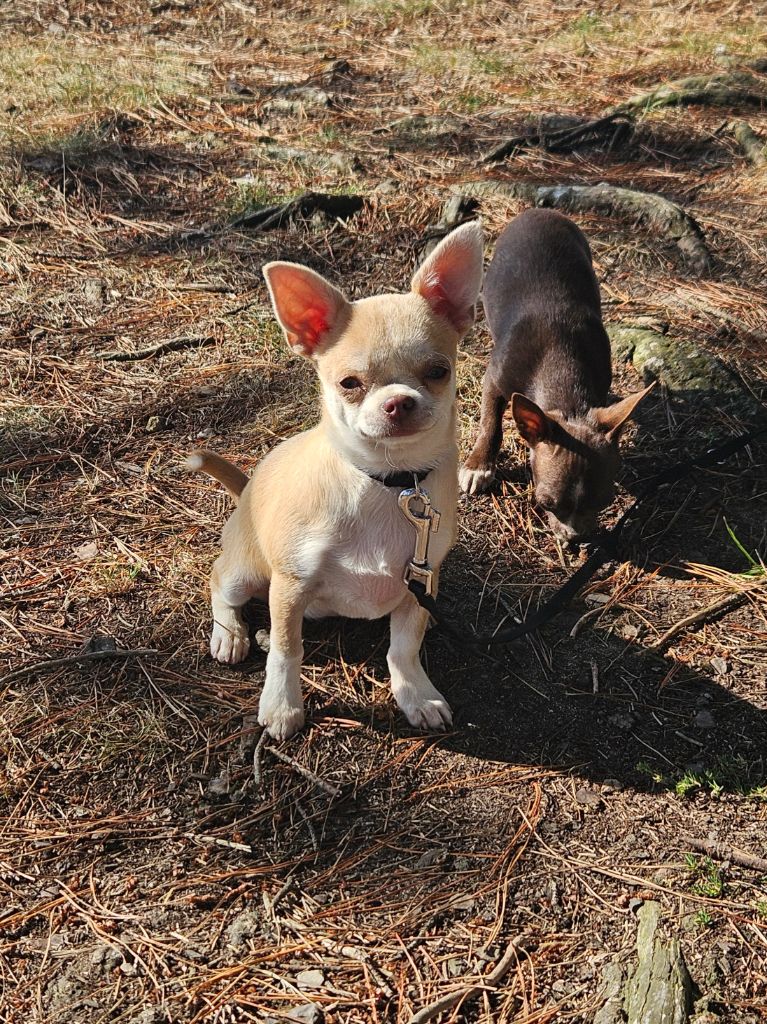 De La Contrée Des Elfes - Chiots disponibles - Chihuahua