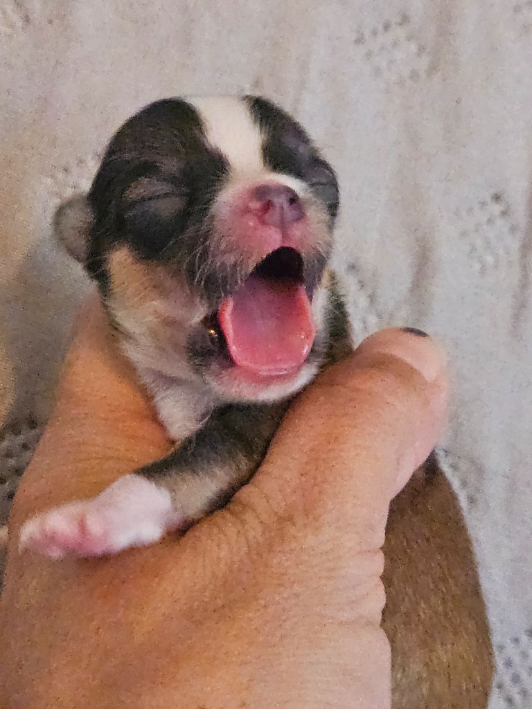 De La Contrée Des Elfes - Chiots disponibles - Chihuahua