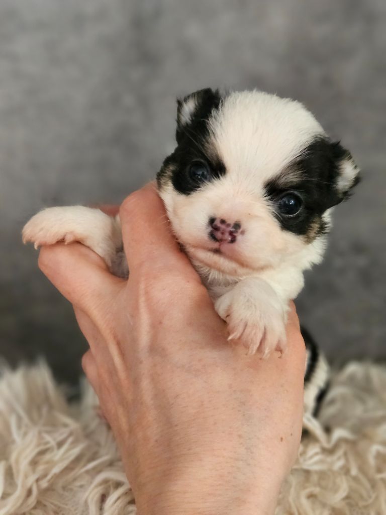 De La Contrée Des Elfes - Chiots disponibles - Chihuahua