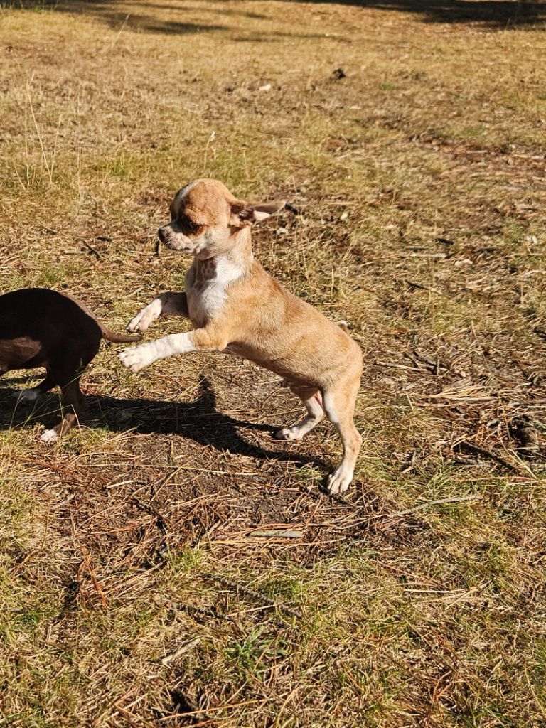 De La Contrée Des Elfes - Chiots disponibles - Chihuahua
