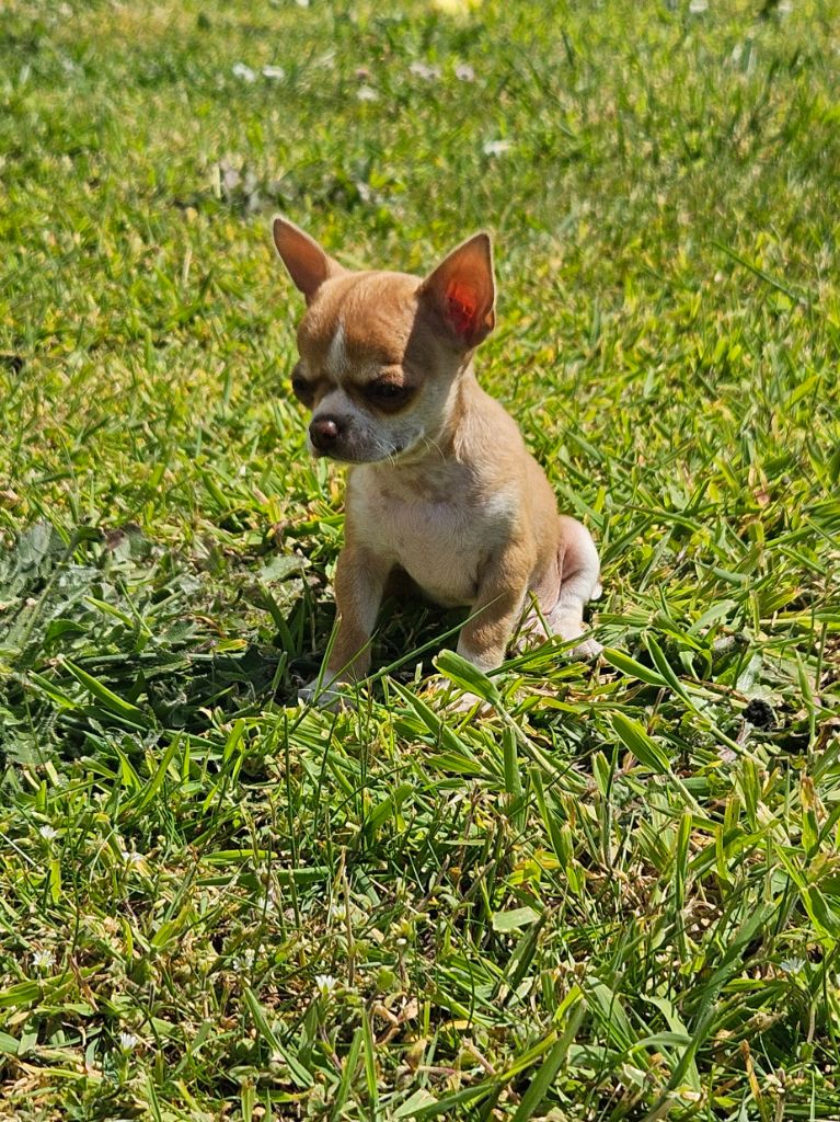 De La Contrée Des Elfes - Chiots disponibles - Chihuahua