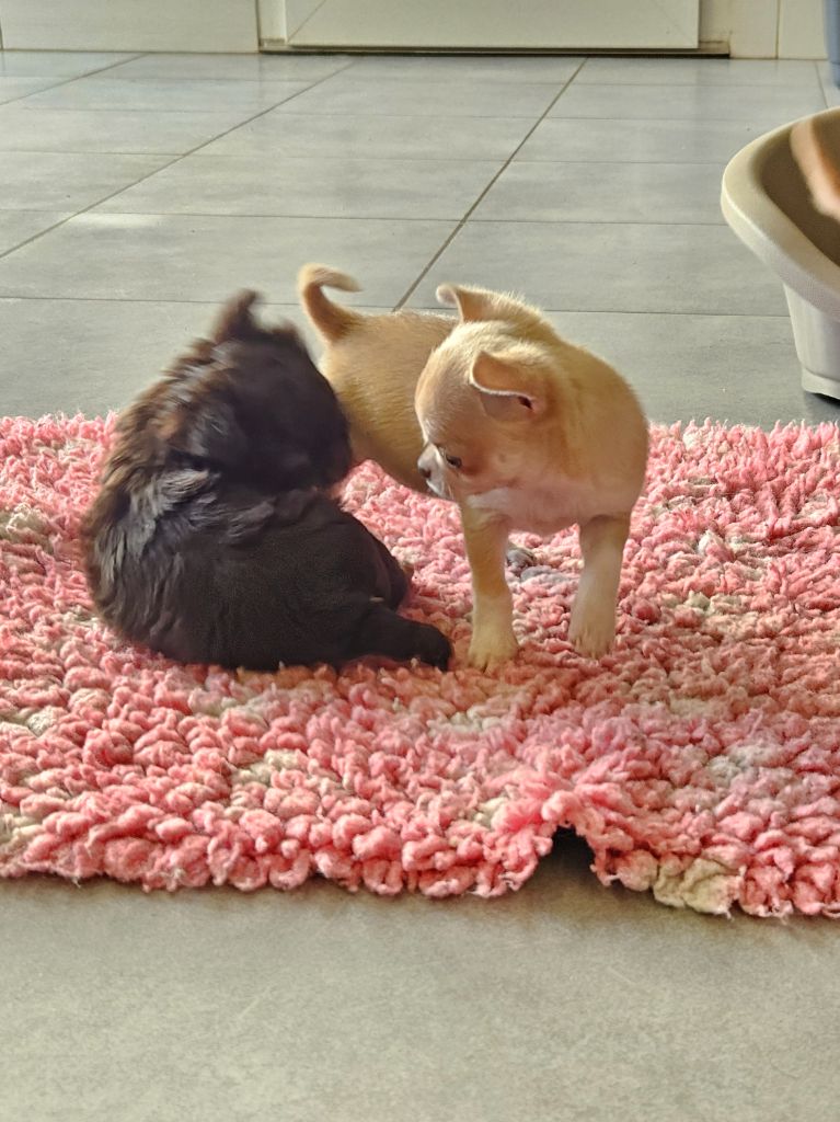De La Contrée Des Elfes - Chiots disponibles - Chihuahua