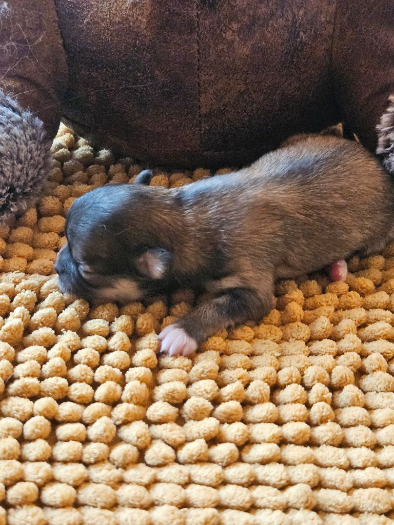 De La Contrée Des Elfes - Chiots disponibles - Chihuahua