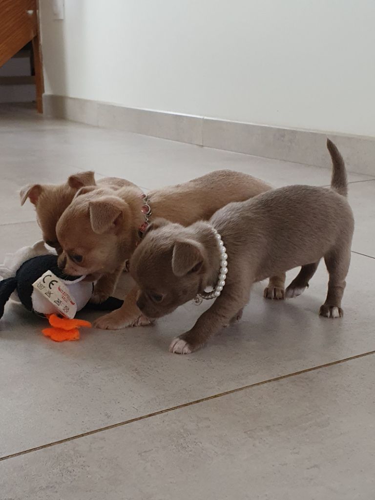 Chiot Chihuahua De La Contrée Des Elfes