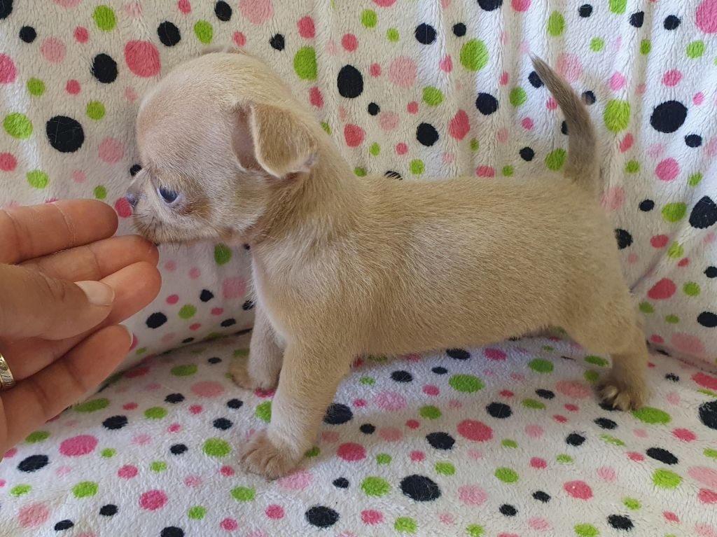 Chiot Chihuahua De La Contrée Des Elfes