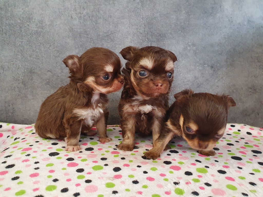 Chiot Chihuahua De La Contrée Des Elfes