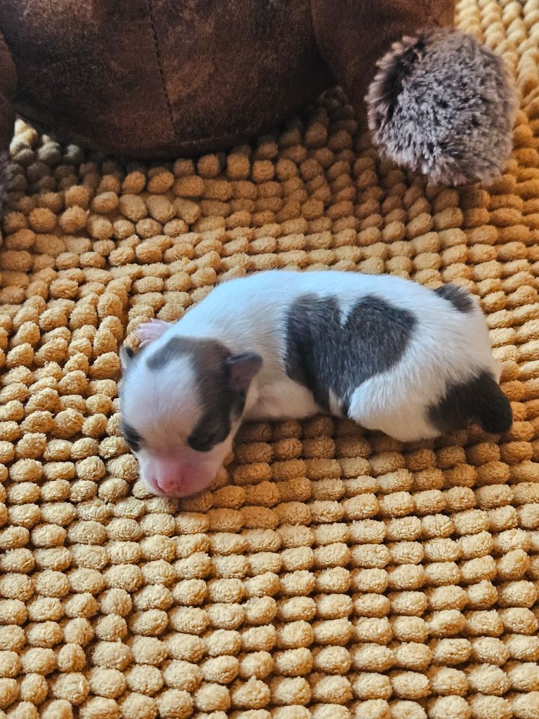 De La Contrée Des Elfes - Chiots disponibles - Chihuahua