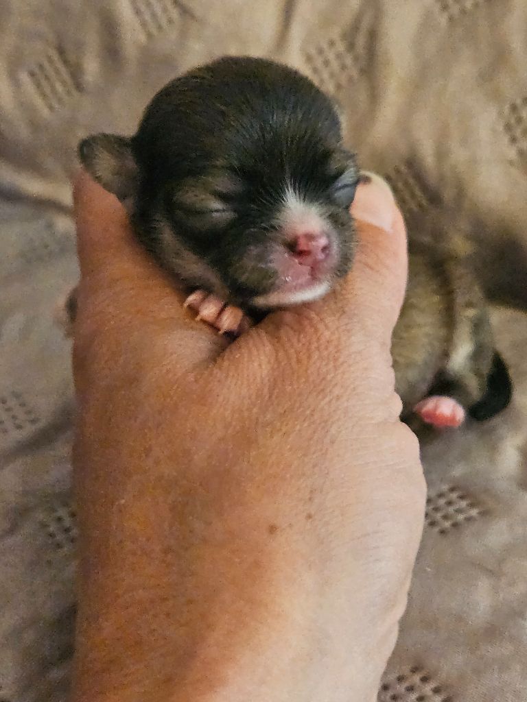 De La Contrée Des Elfes - Chiots disponibles - Chihuahua