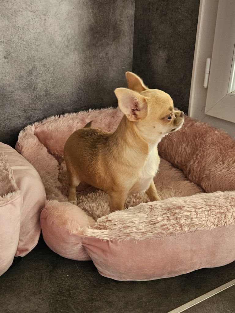 De La Contrée Des Elfes - Chiots disponibles - Chihuahua