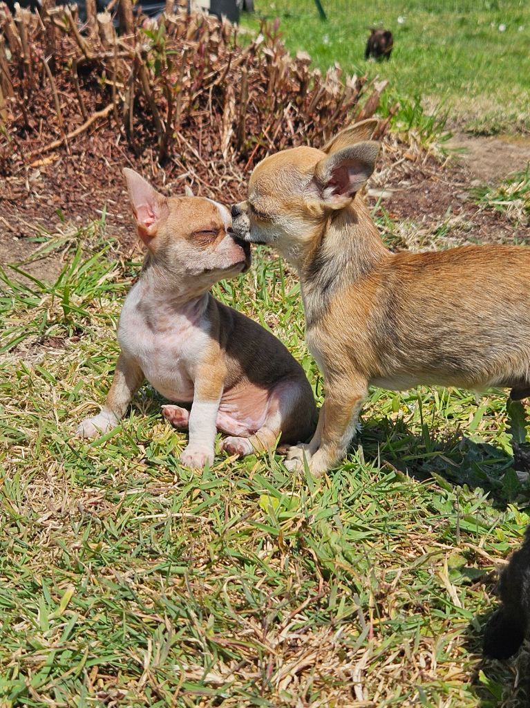 De La Contrée Des Elfes - Chiots disponibles - Chihuahua