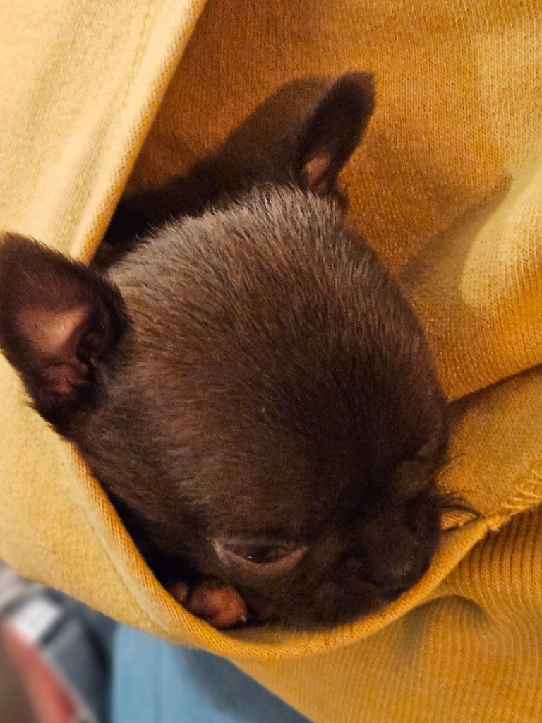 De La Contrée Des Elfes - Chiots disponibles - Chihuahua