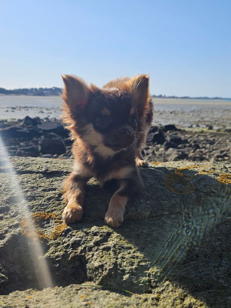 De La Contrée Des Elfes - Chiots disponibles - Chihuahua