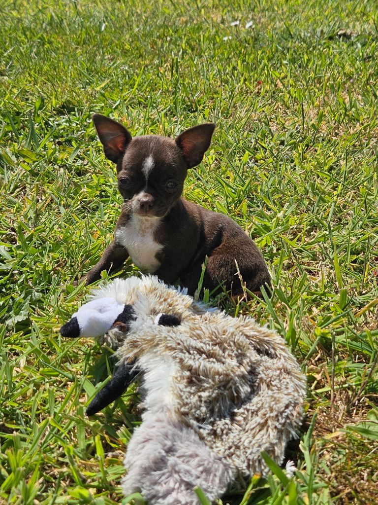 De La Contrée Des Elfes - Chiots disponibles - Chihuahua