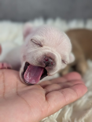 Chiot N°1