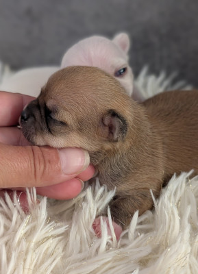 Chiot N°2