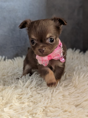 Chiot N°3