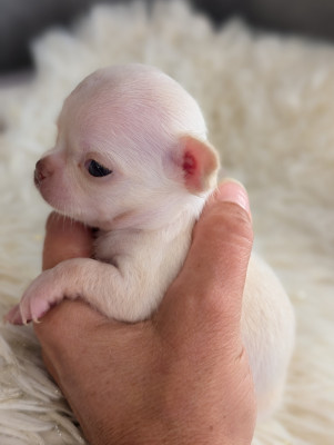 Miniature blanc