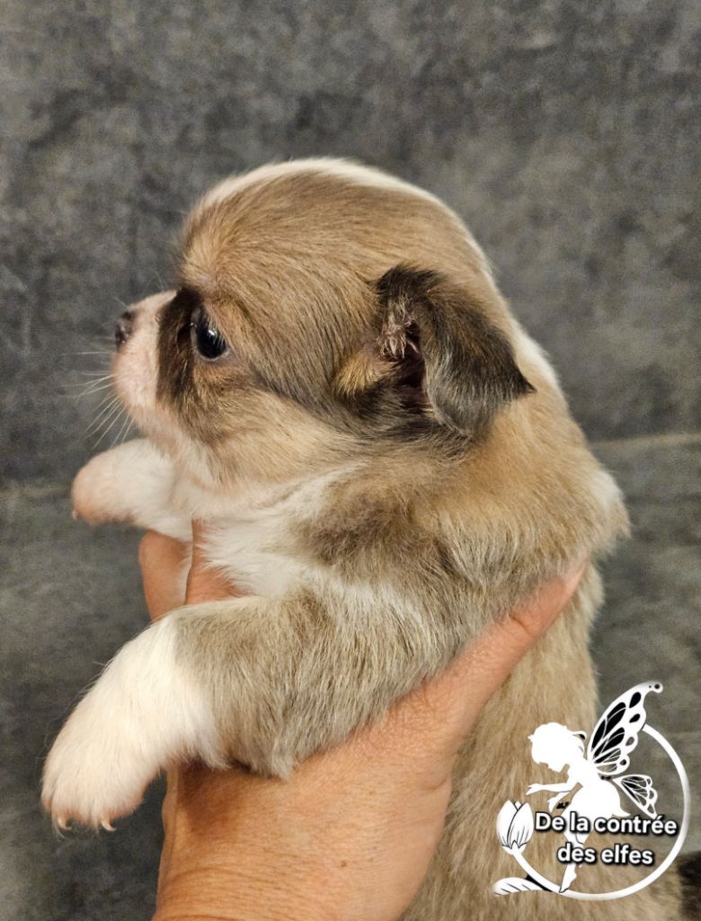 De La Contrée Des Elfes - Chiots disponibles - Chihuahua