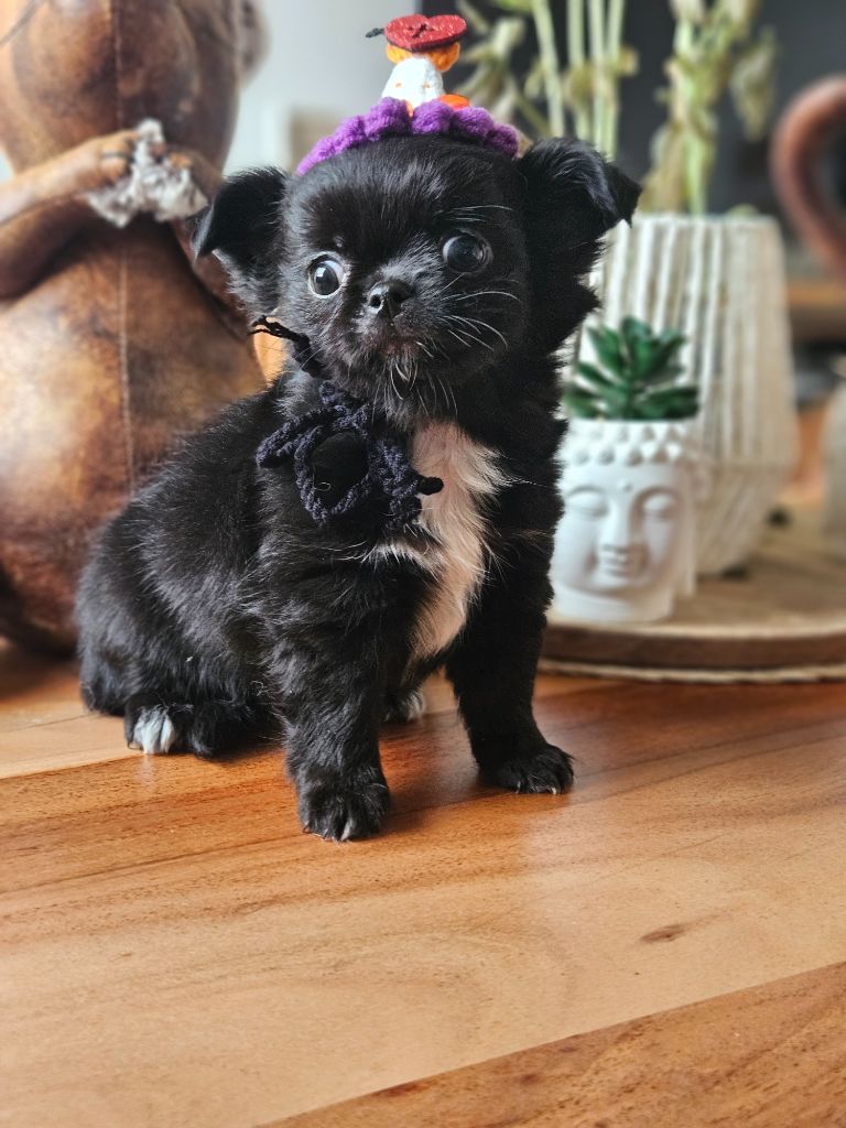 De La Contrée Des Elfes - Chiots disponibles - Chihuahua
