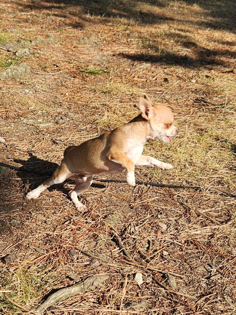 De La Contrée Des Elfes - Chiots disponibles - Chihuahua