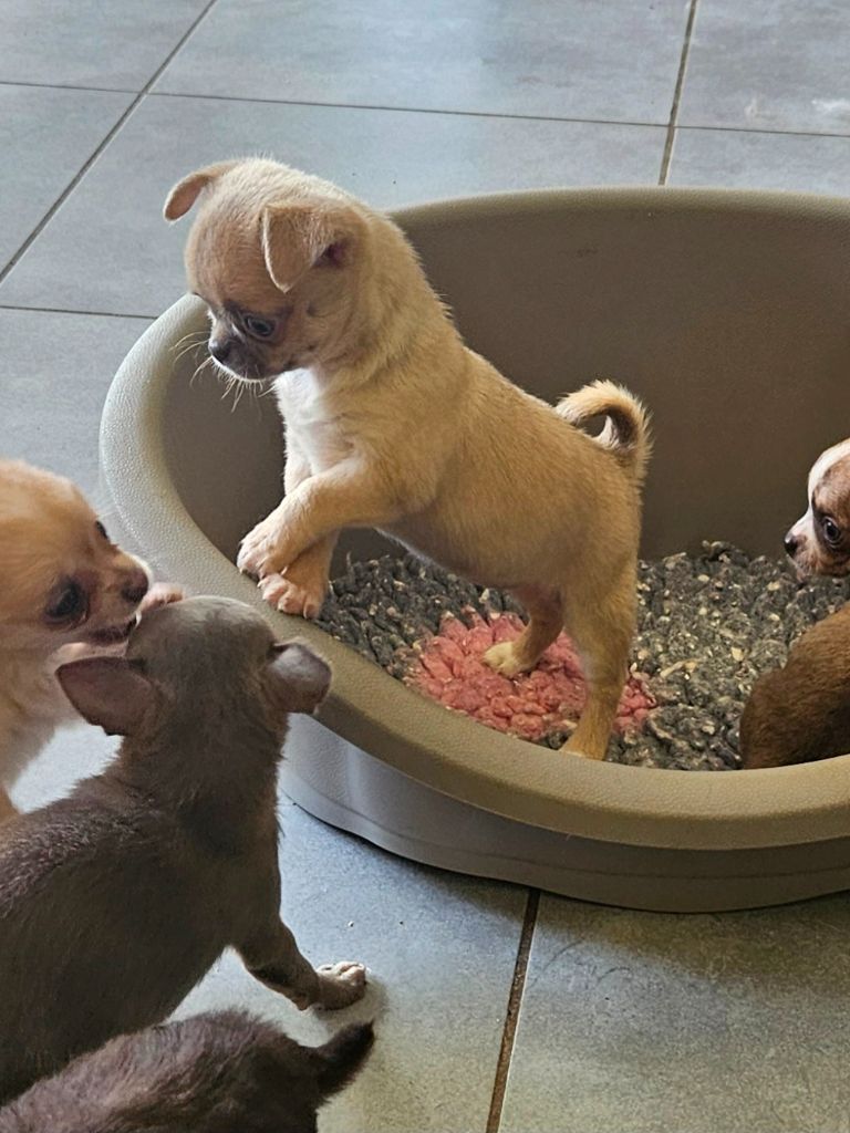 De La Contrée Des Elfes - Chiots disponibles - Chihuahua