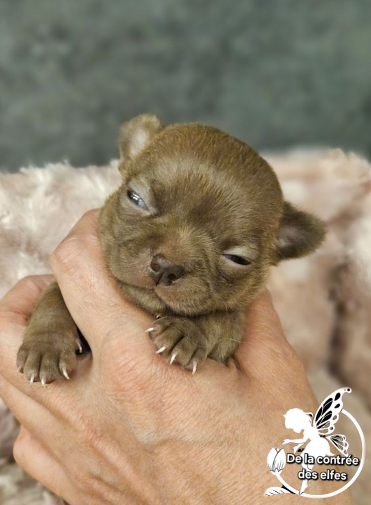 De La Contrée Des Elfes - Chiots disponibles - Chihuahua