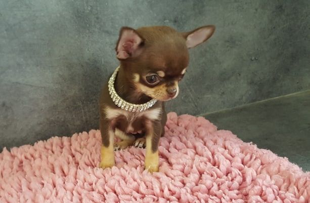 Chiot Chihuahua De La Contrée Des Elfes